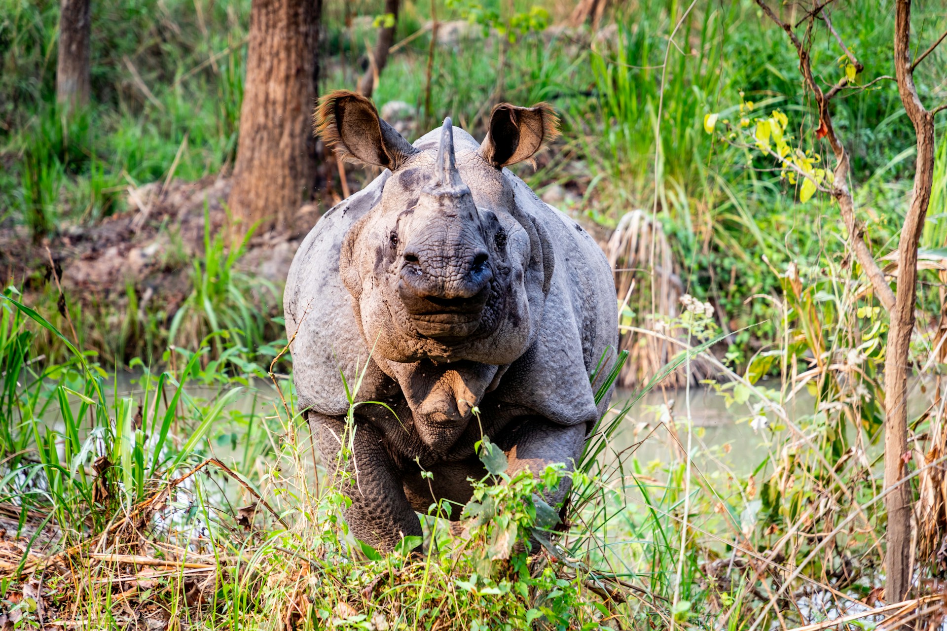 Kathmandu– Pokhara, Chitwan and Nagarkot - Adventure Tour Package